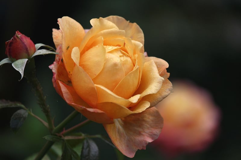 Flowering Trellis