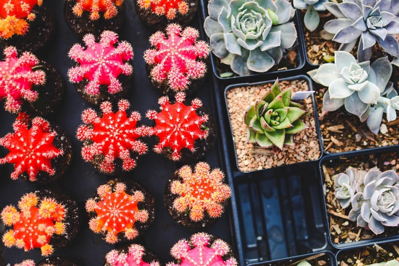 Succulent Wall Art